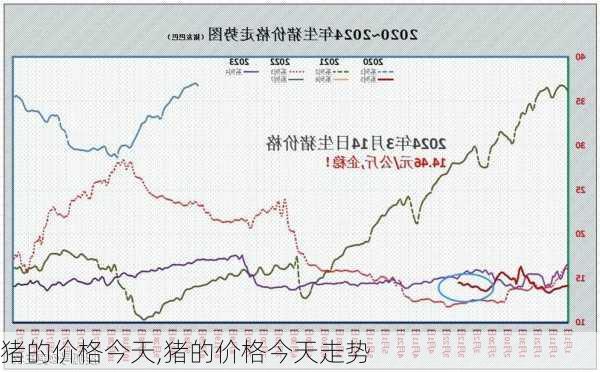 最新肥猪价格与猪价走势深度解析