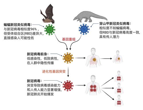 新冠病毒起源最新研究揭秘